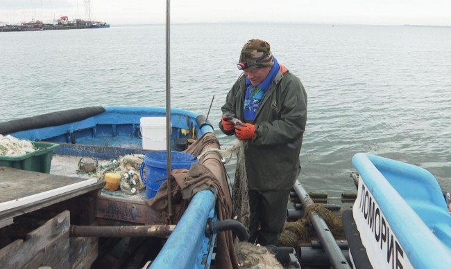 Рибарите във варненско потриват доволно ръце, морето ври от...