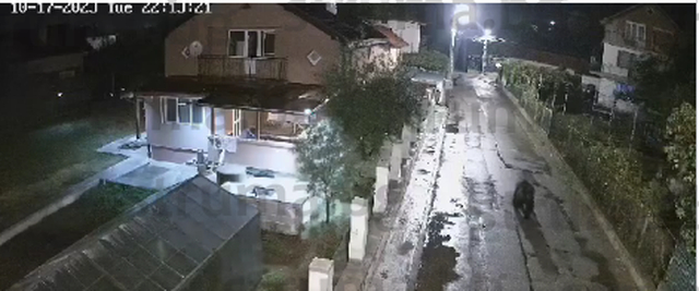 Свиреп звяр обикаля радомирско село, местните чакат... СНИМКИ 