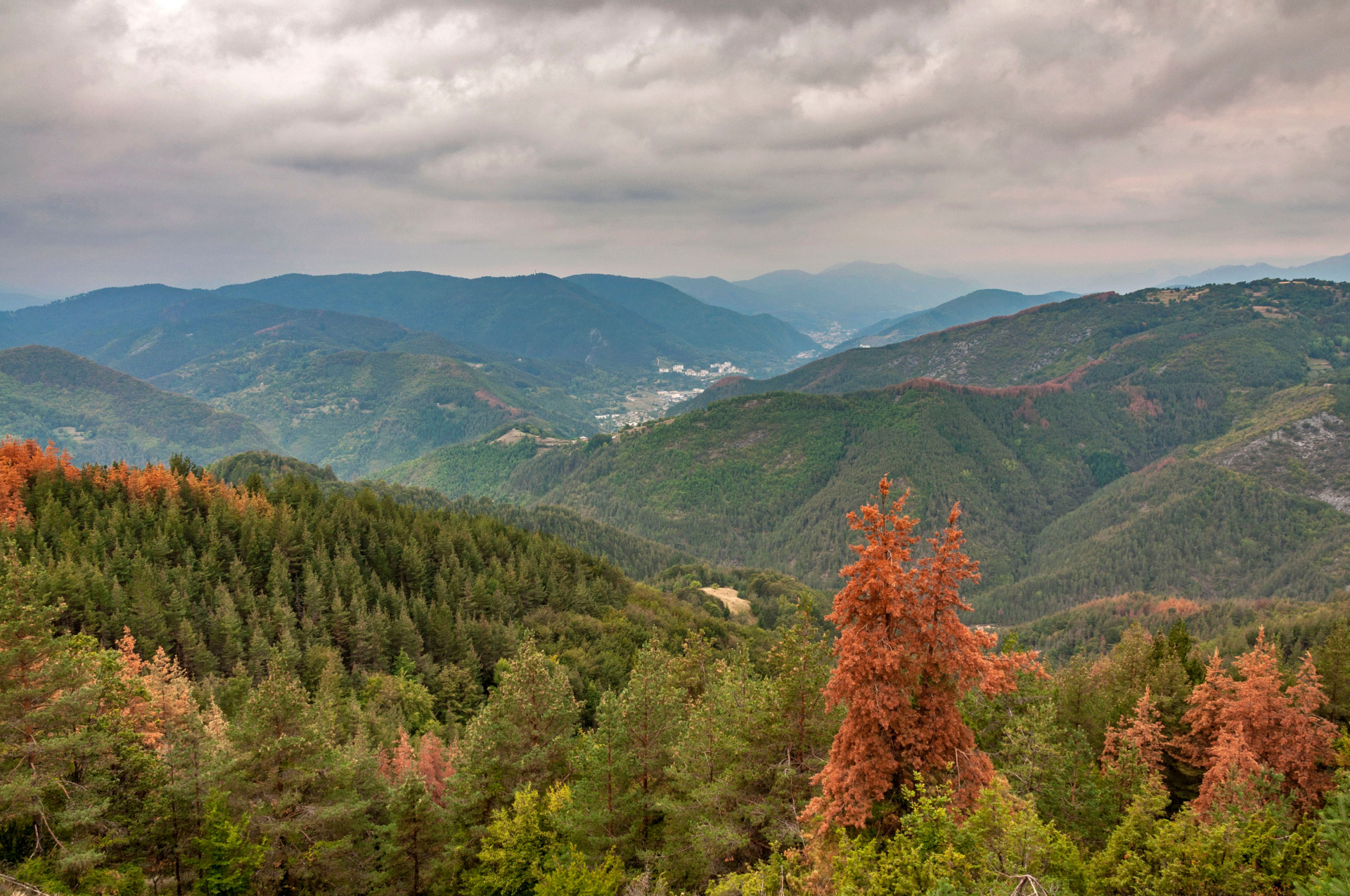 В Родопите откриха невероятно по рода си цвете
