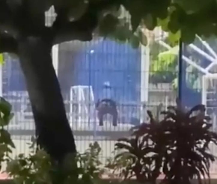 Загорели любовници правиха секс в парка на метри от играещи деца СНИМКА 18+