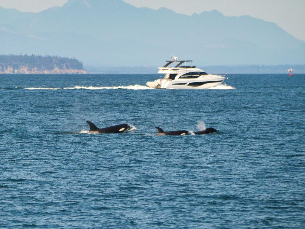 Кръв в морето: Чудовища нападнаха яхта в Гибралтарския проток, а след това... СНИМКИ