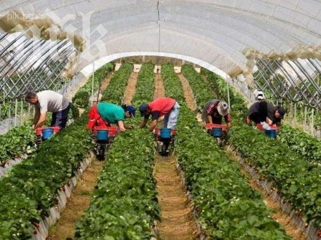 Гурбетчийка: За тази работа във Великобритания дават 7208 лева месечно, а не е трудна