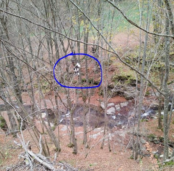 Брутална жестокост към новородени кученца потресе Троян