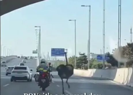 Полицай на мотор пробва да хване щраус, ВИДЕОТО се превърна в хит 