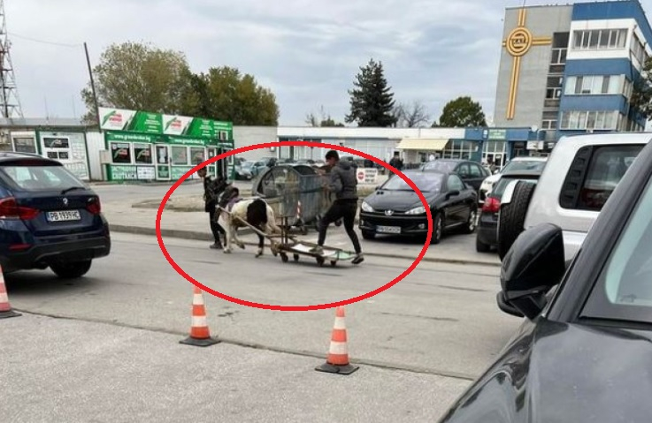 Необичайни участници в движението втрещиха пловдивчани на метри от КАТ СНИМКА