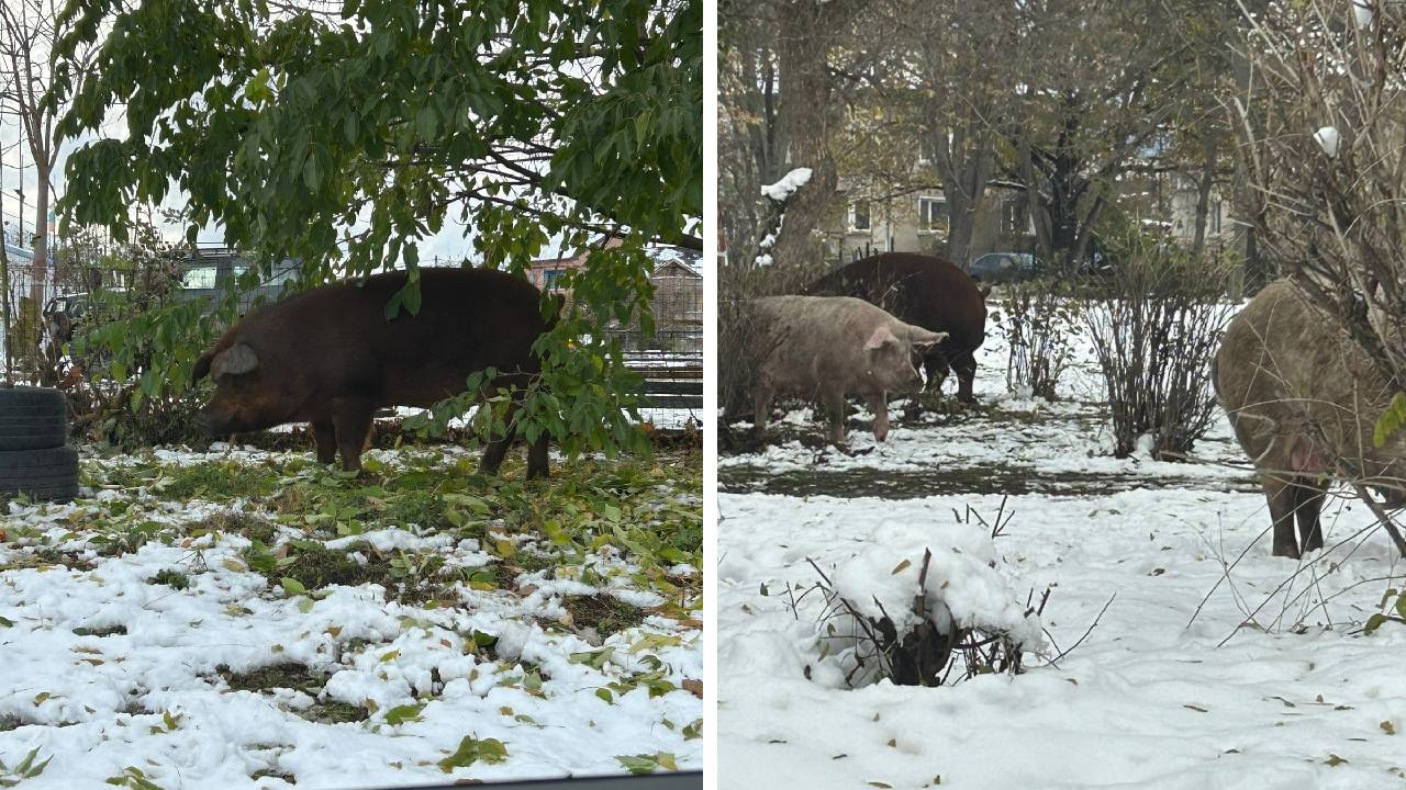 След ледено кралство София се превърна в тотален свинарник СНИМКИ