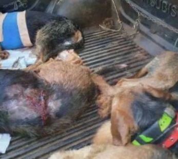Кървава баня на ловен излет в Пиринско, никой не очакваше такава драма СНИМКИ 18+