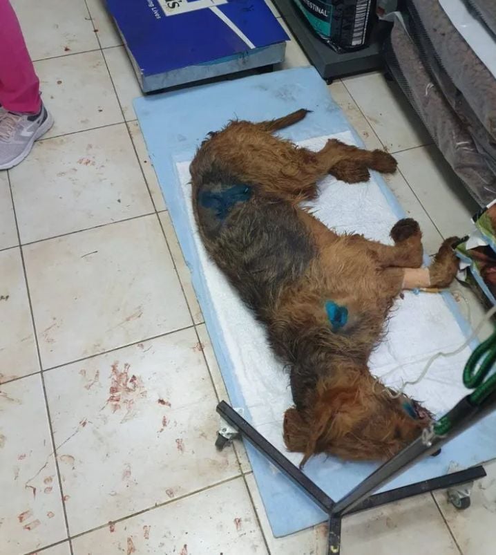 Кървава баня на ловен излет в Пиринско, никой не очакваше такава драма СНИМКИ 18+