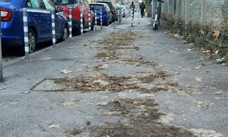 Полина Паунова избесня: Повче от месец никой не си мърда пръста в София