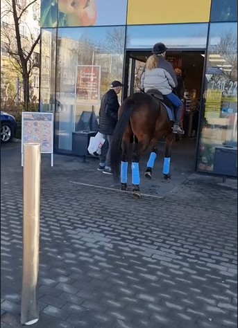 Този див, див запад по български: Кон отиде на пазар в супермаркет СНИМКИ