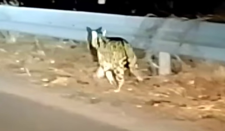 Необичайно: Африканска дива котка се разхожда по улиците ВИДЕО