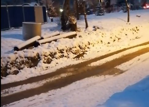 Прелестен горски гост изненада столичани СНИМКИ