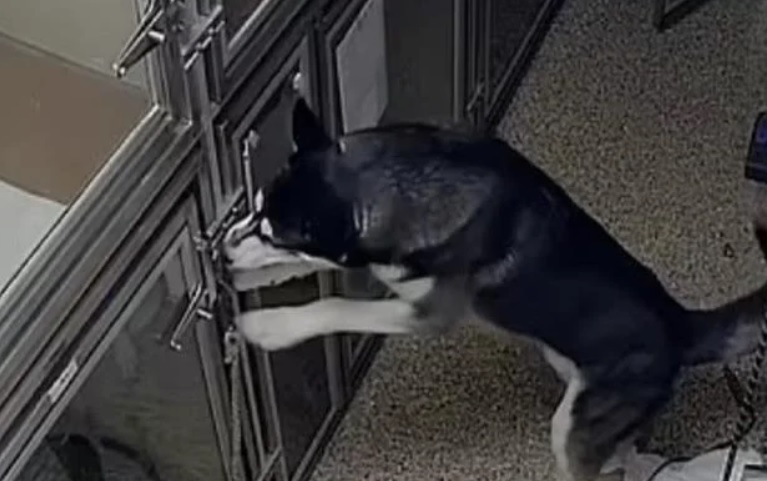 Удивително ВИДЕО: Хъски изскочи от клетката си в приют и след това...