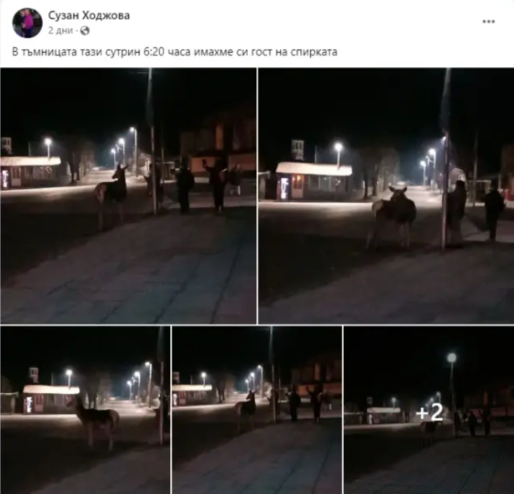 В пловдивско село се чудят и маят заради огромно диво животно СНИМКИ 