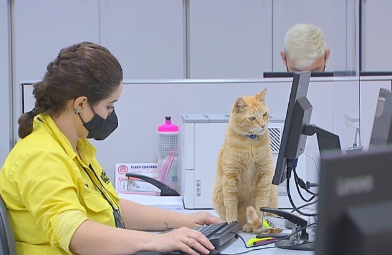 Котарак си намери "работа" в офис, служителите го обожават ВИДЕО