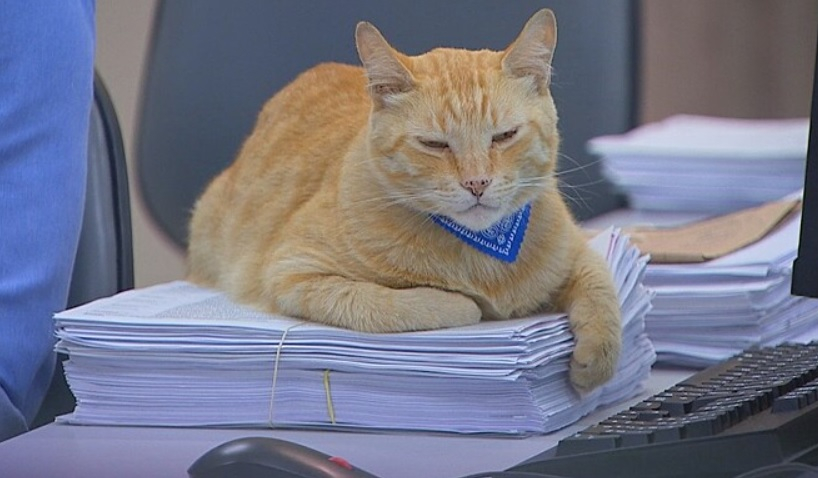 Котарак си намери "работа" в офис, служителите го обожават ВИДЕО