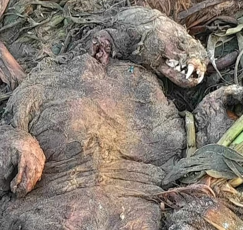 Мистериозно същество с огромни зъби е открито на плаж СНИМКИ