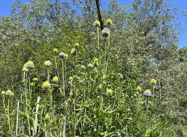 Еврика: Откриха нов вид растение у нас, ето как изглежда СНИМКИ