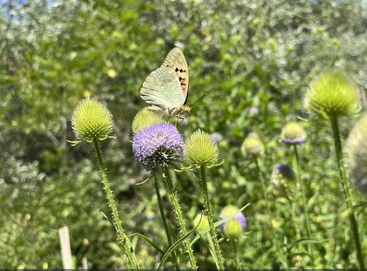 Еврика: Откриха нов вид растение у нас, ето как изглежда СНИМКИ