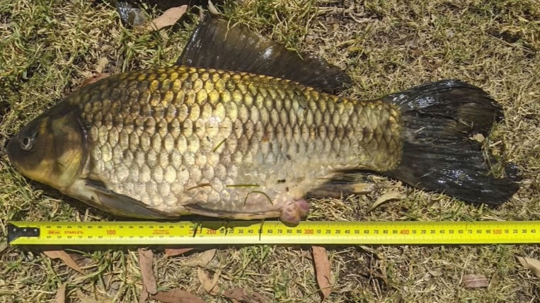 Хванаха най-голямата златна рибка в света СНИМКИ