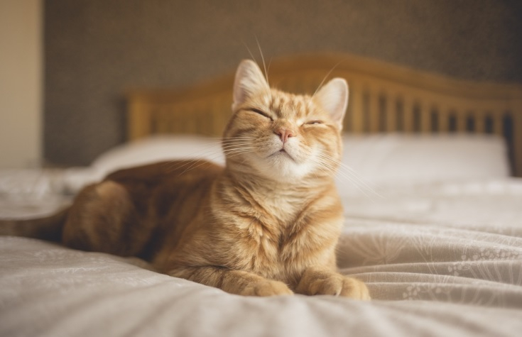 Котка неочаквано зарази своя собственик със смъртоносна болест