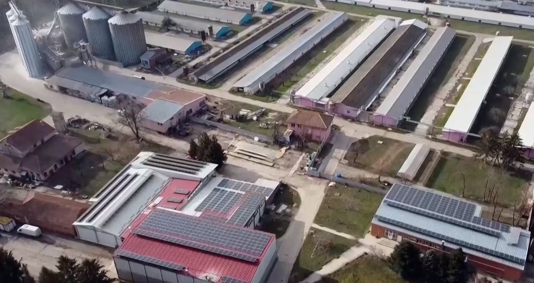 За 5 месеца 120 кг: Прасенца от ценна нова порода "Черен ангел" се родиха у нас ВИДЕО