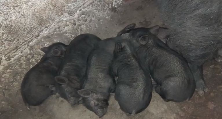За 5 месеца 120 кг: Прасенца от ценна нова порода "Черен ангел" се родиха у нас ВИДЕО