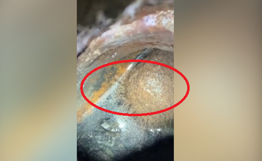 Мъж откри "чудовище" с пипала в кухненския сифон в дома си ВИДЕО