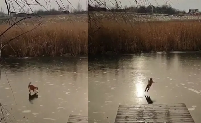 Котка се разходи по лед за първи път и изпадна във възторг ВИДЕО