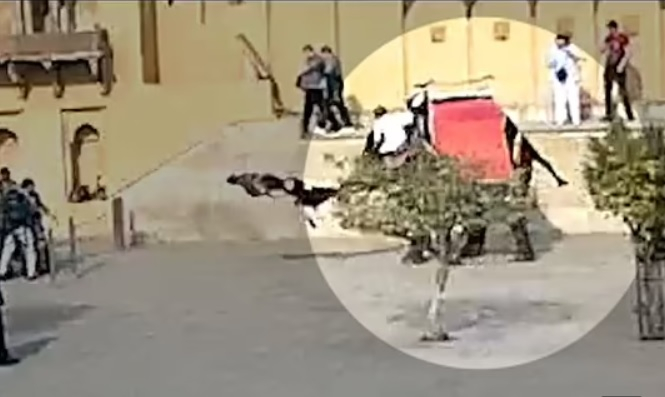 ВИДЕО запечата как разярен слон хвърли с хобота туристка на земята 