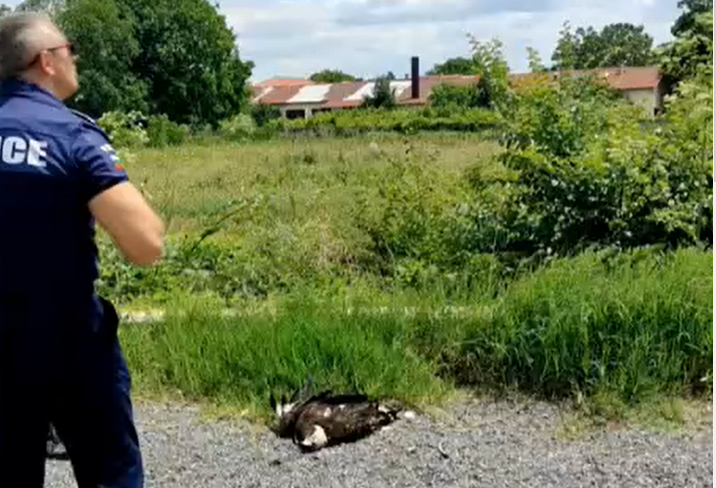 Мор в Странджа, откриха трупове на...