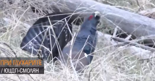 Заснеха рядка и много потайна птица в Родопите! Сензационно ВИДЕО