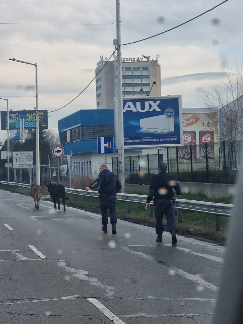 Невиждан екшън край летище София, има пострадала жена СНИМКИ 