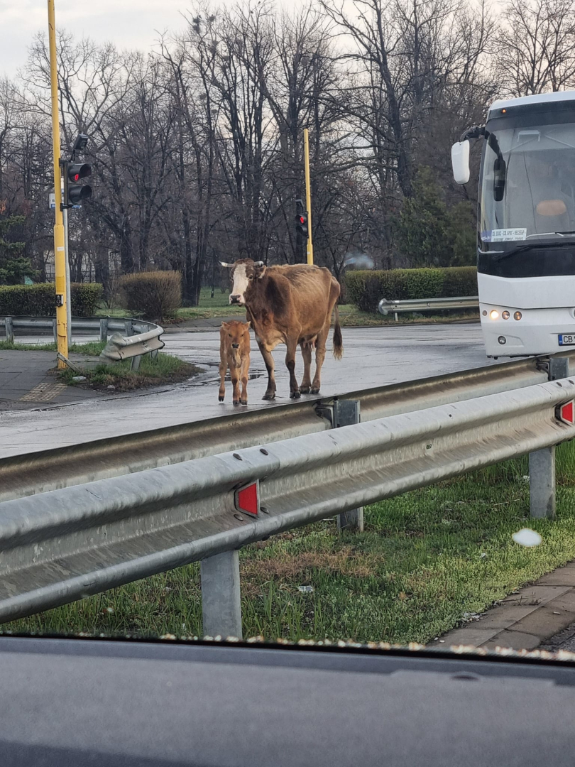 Невиждан екшън край летище София, има пострадала жена СНИМКИ 