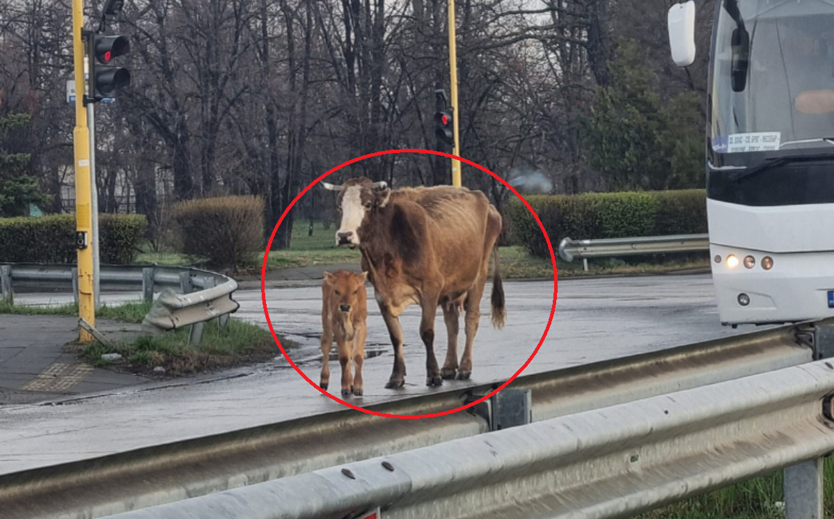 Невиждан екшън край летище София, има пострадала жена СНИМКИ 