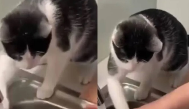 Котарак реши да помогне на стопанката си и разсмя мрежата ВИДЕО