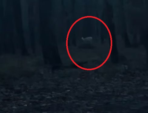 Кметът на Царево засне нещо уникално в гората, всички притаиха дъх ВИДЕО  