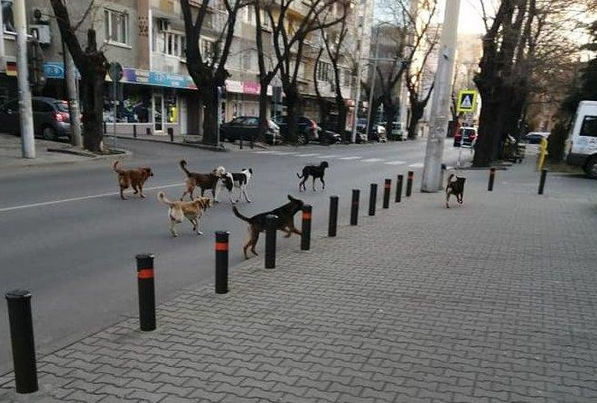 Кърджалийка тръгна към снаха си, последва кървав ужас 