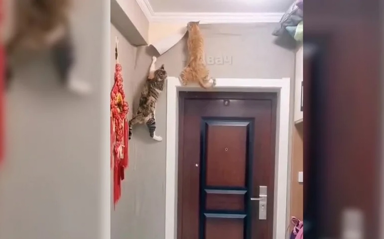 Вижте как котараци професионално извършват ремонт на жилище ВИДЕО