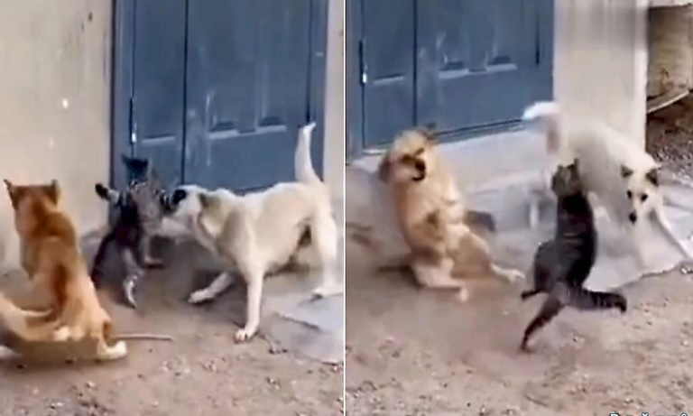 Вижте как котарак се справи в стил кунг-фу с две кучета  ВИДЕО