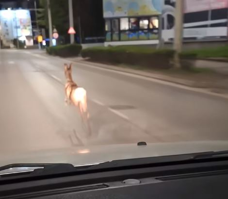 Изплашено диво животно препуска по улица в Русе ВИДЕО