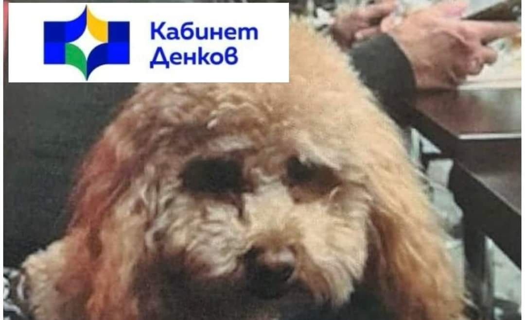 Пачки, пачки: Мрежата гръми заради "Партията на пудела" СНИМКИ