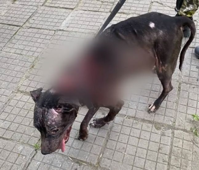 Този изрод потресе България с безбожното си зверство! Заслужава най-лошото ВИДЕО 18+