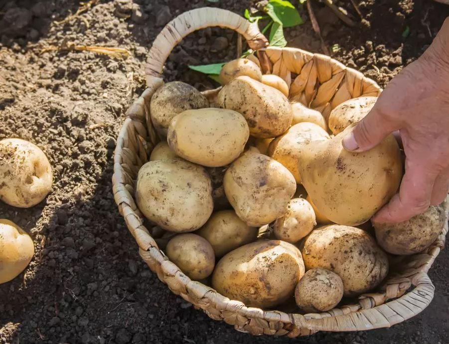 Тайната е разкрита: За богата реколта от картофи направете това!