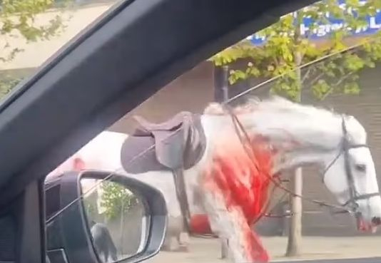Ужас в Лондон! Окървавени кралски коне се разбягаха по улиците, има ранени войници ВИДЕО 18+
