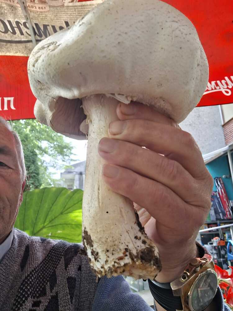 Гурбетчия откъсна гъба гигант в Омуртагско СНИМКИ 