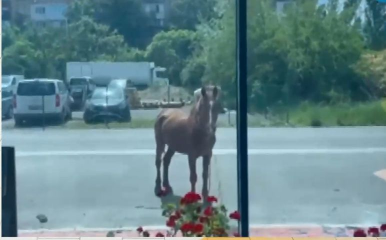 Невиждан екшън в столичния кв. "Дружба", такова нещо никой не помни ВИДЕО