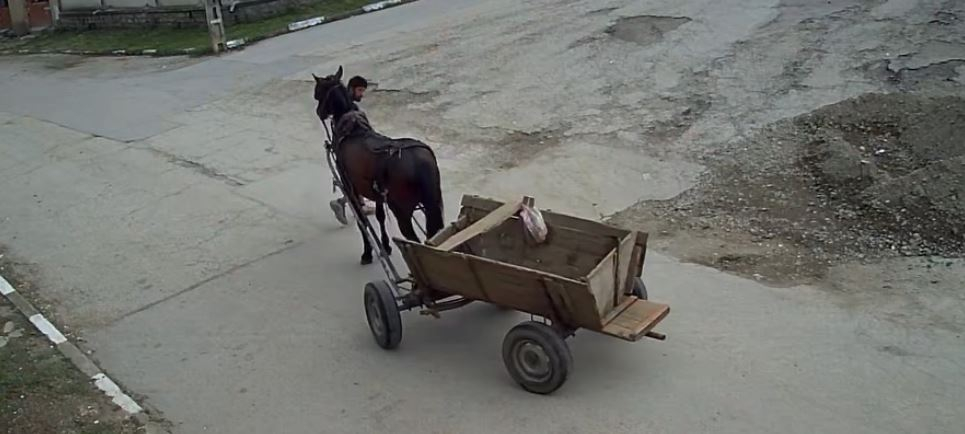 Шок в Плевен! Кон тръгна сам срещу кола, мъж го преби с лопата СНИМКИ