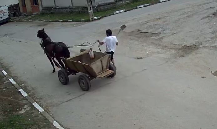Шок в Плевен! Кон тръгна сам срещу кола, мъж го преби с лопата СНИМКИ