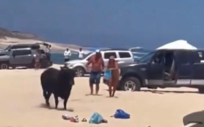 ВИДЕО 18+ запечата как бик нападна туристка на плаж